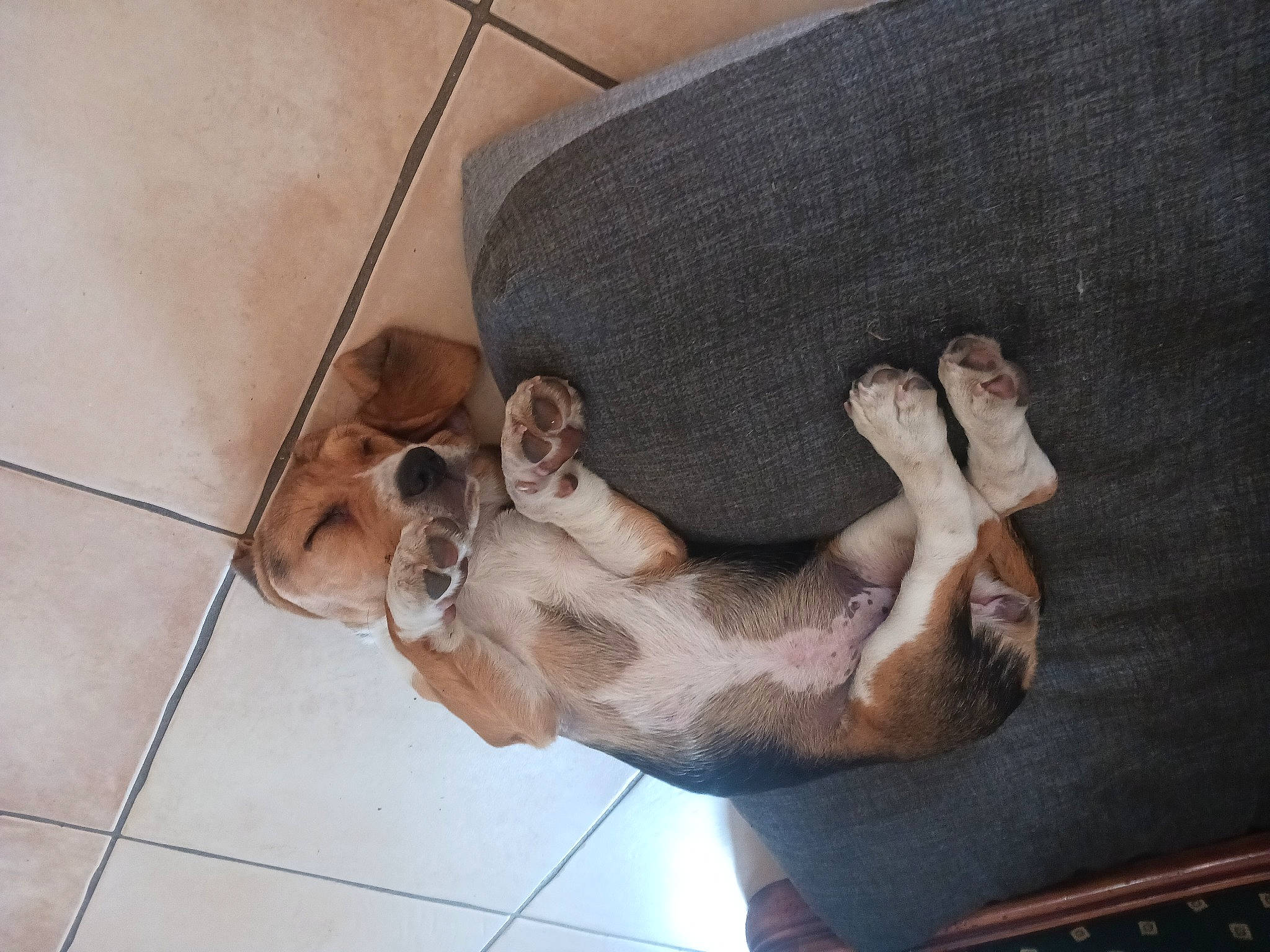 Ursa participe au concours pour gagner de l'argent avec cette photo : art, canidae, carnivore, comfort, companion_dog, dog, dog_breed, fawn, felidae, flooring, foot, fur, human_leg, leg, liver, sculpture, snout, sporting_group, tail, wood