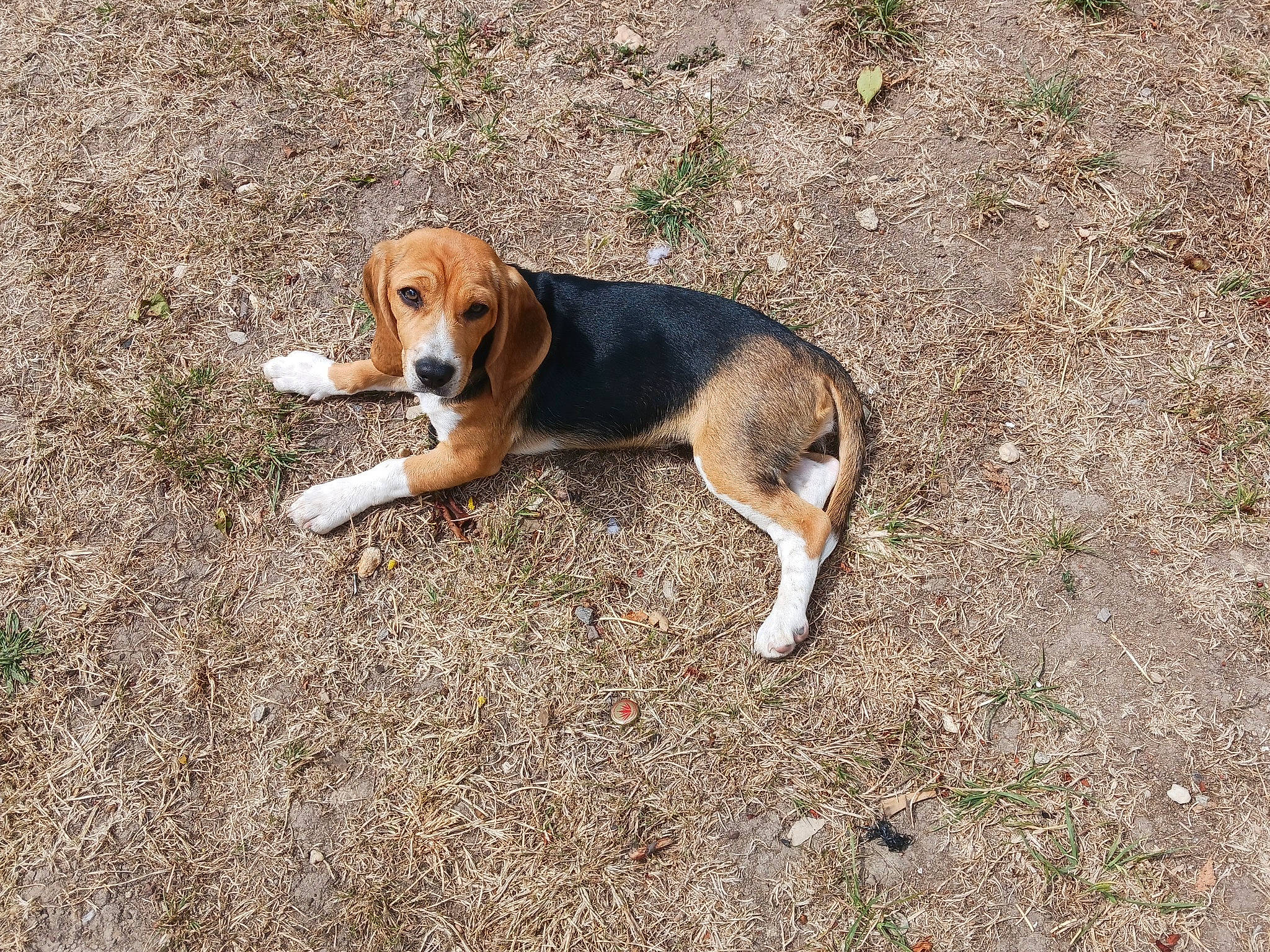 Ursa a rejoint le concours — aidez-le/la à gagner de superbes lots ! beagle, beagle_harrier, beaglier, canidae, carnivore, companion_dog, dog, dog_breed, fawn, finnish_hound, hound, pocket_beagle, road_surface, scent_hound, snout, soil, sporting_group, street_dog, tail, working_dog