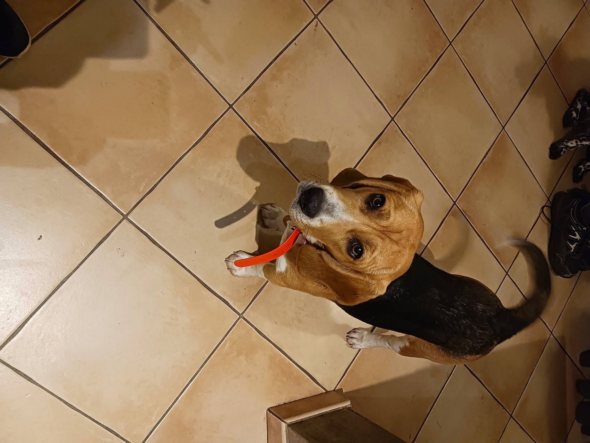 Ursa a rejoint le concours — aidez-le/la à gagner de superbes lots ! canidae, carnivore, companion_dog, dog, dog_breed, dog_supply, fashion_accessory, fawn, floor, flooring, fur, hardwood, leash, metal, pet_supply, tail, tile, tile_flooring, wood, working_animal