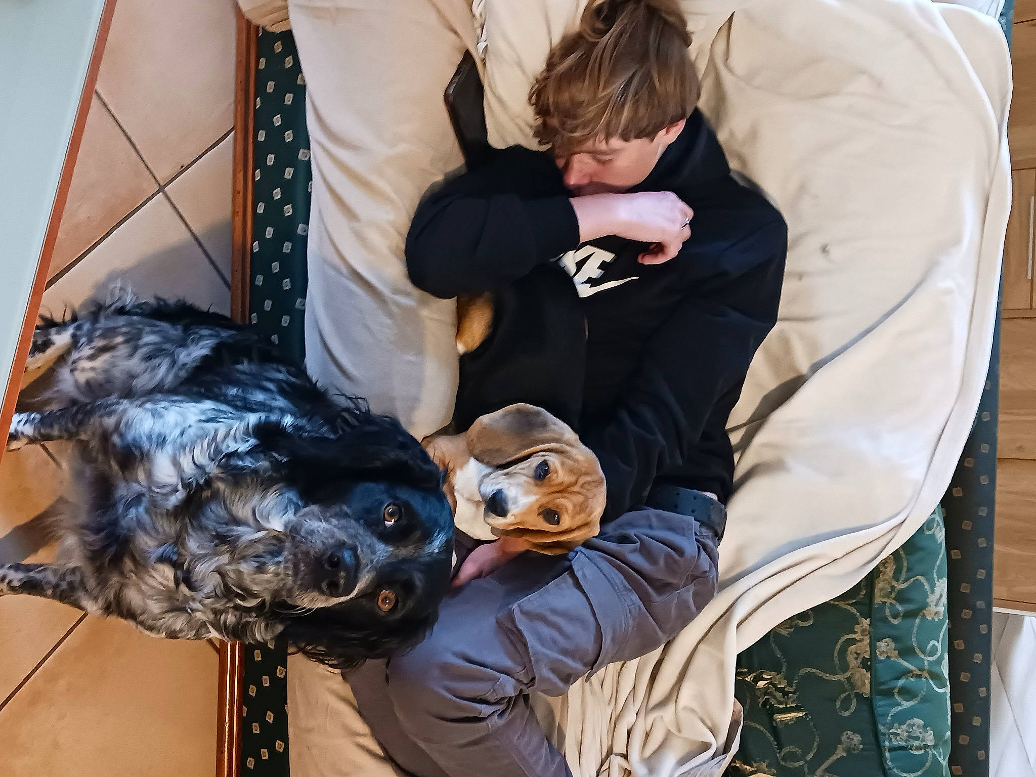 Ursa a rejoint le concours — aidez-le/la à gagner de superbes lots ! canidae, comfort, companion_dog, couch, dog_breed, eyewear, fish, fur, hat, linens, pattern, personal_protective_equipment, sitting, sporting_group, sunglasses, tie, wildlife_biologist