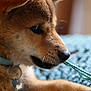 puppy, dog, close_up, chewing, yarn, blue, knitted, fur, collar, indoor, pet, cute, playful, animal, whiskers, nose, soft_texture, background_blur, young_dog, profile_view