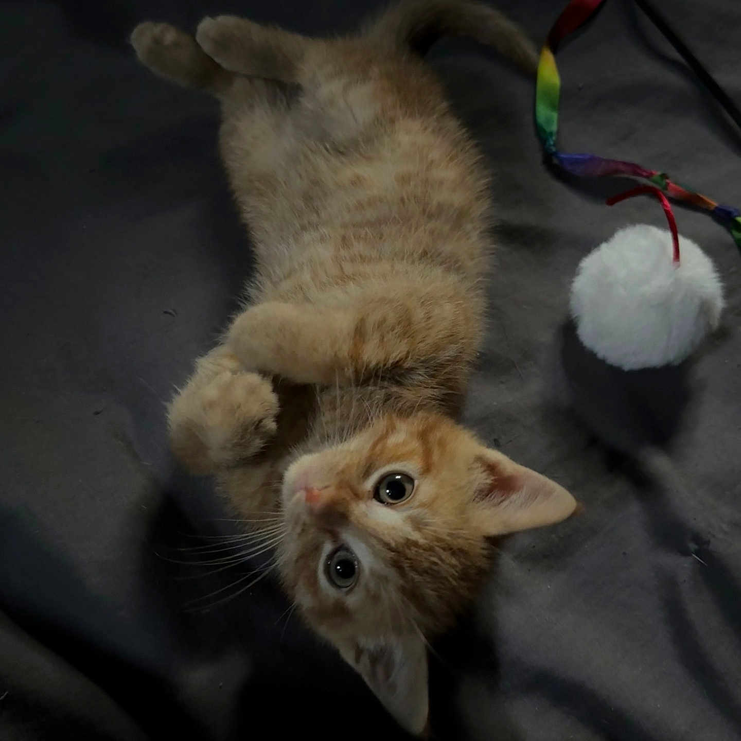 Chester joined the competition — help win amazing prizes! abyssinian, accessories, angora, animal, cat, electronics, hardware, kitten, leash, manx, pet, plush, siamese, strap, toy
