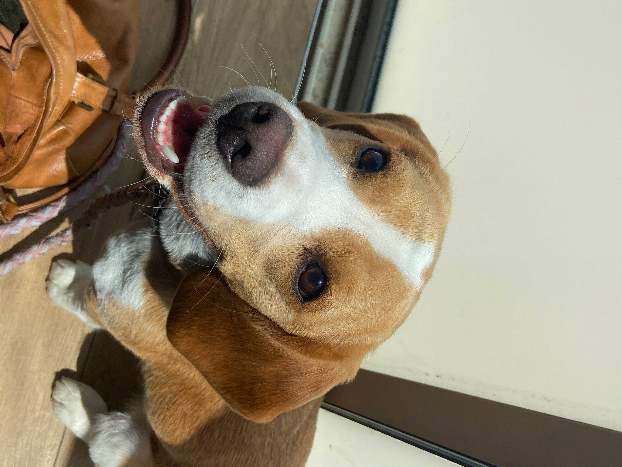 Tania a rejoint le concours — aidez-le/la à gagner de superbes lots ! beagle, canidae, carnivore, collar, companion_dog, dog, dog_breed, dog_collar, dog_supply, fawn, fur, leash, mechanical_fan, paw, pet_supply, scent_hound, snout, sporting_group, whiskers, working_animal