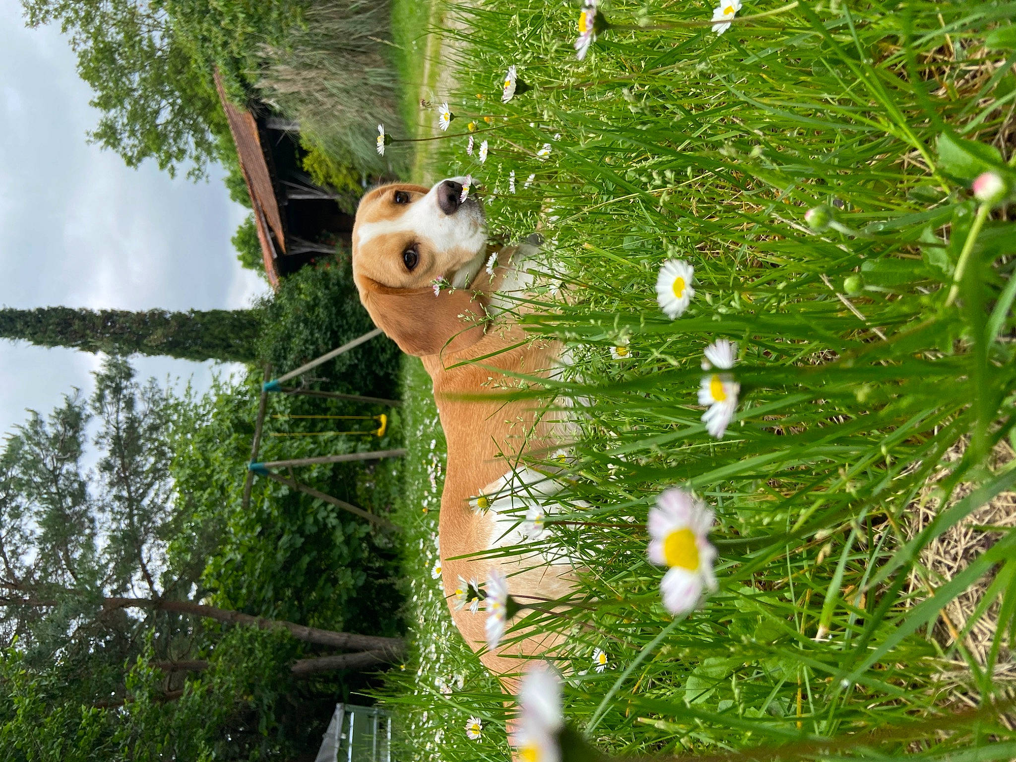 Tania a rejoint le concours — aidez-le/la à gagner de superbes lots ! camomile, carnivore, fawn, flower, fur, grass, leaf, natural_environment, panda, plant, red_panda, sky, snout, sunglasses, terrestrial_animal, terrestrial_plant, tree, trunk, vegetation, wildlife