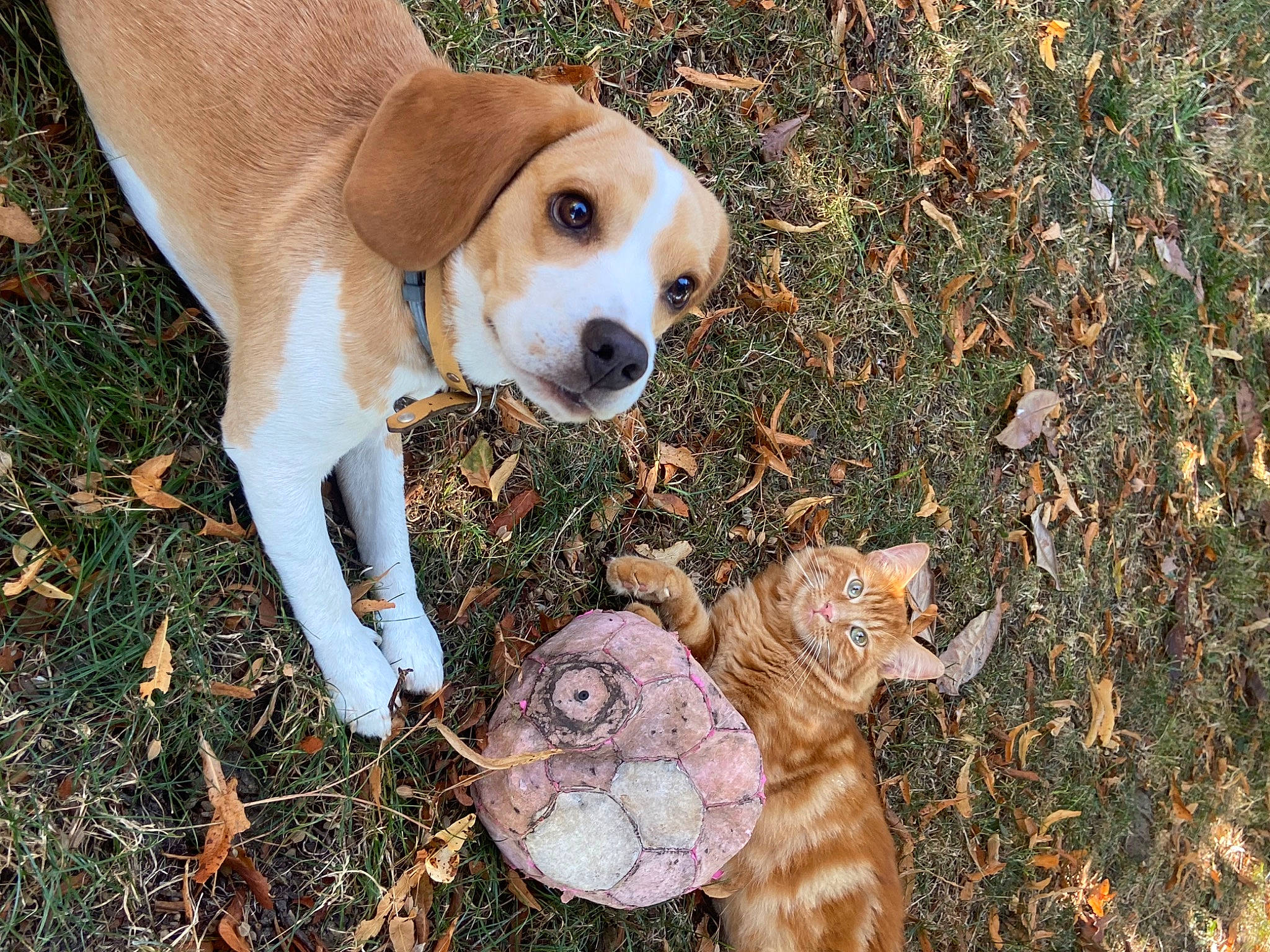 Tania a rejoint le concours — aidez-le/la à gagner de superbes lots ! canidae, carnivore, companion_dog, dog, dog_breed, fawn, felidae, fur, grass, hound, paw, plant, scent_hound, snout, soil, sporting_group, tail, terrestrial_animal, toy, whiskers