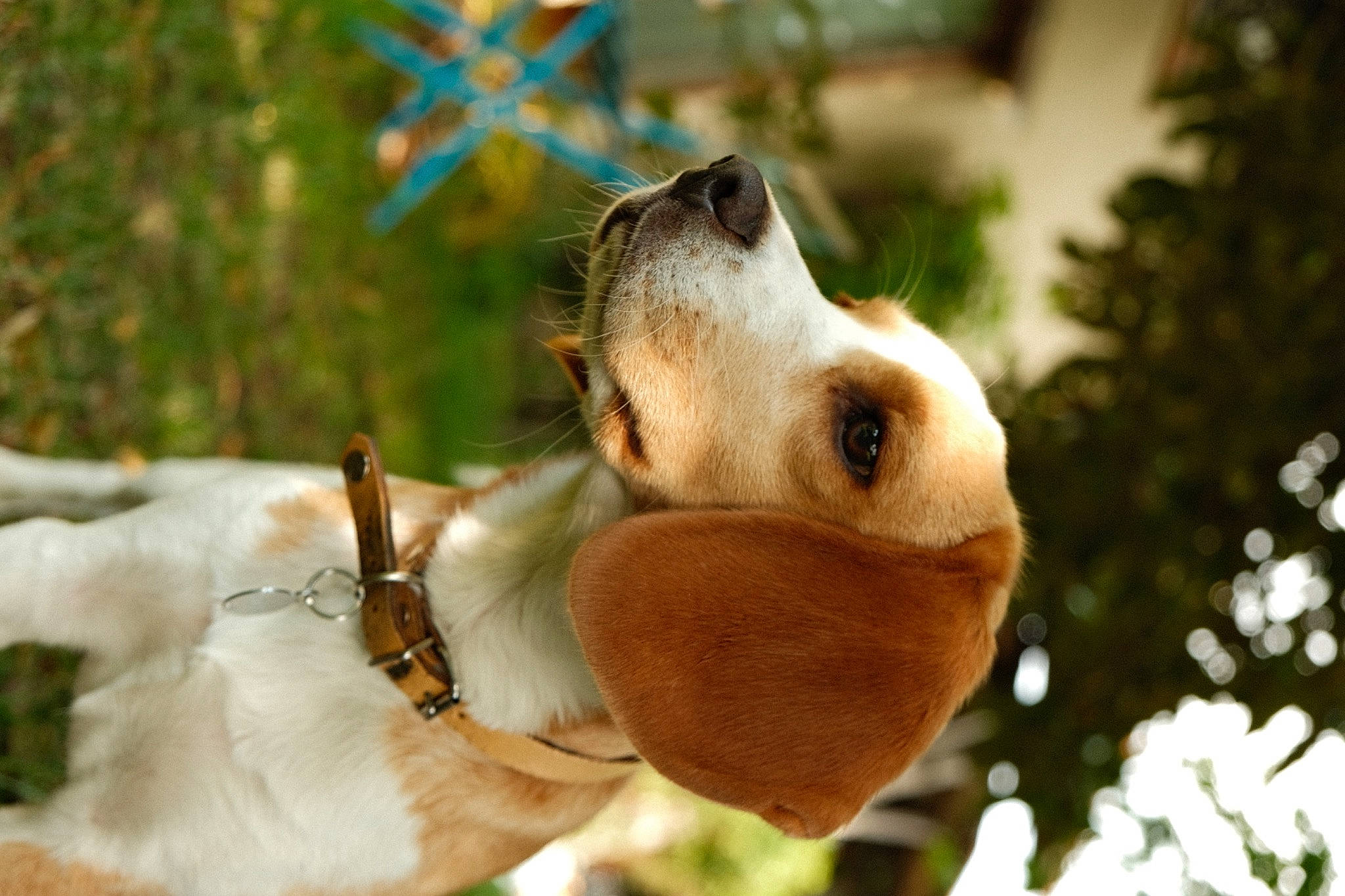 Tania a rejoint le concours — aidez-le/la à gagner de superbes lots ! carnivore, companion_dog, dog, dog_breed, fawn, fur, happy, marsupial, perching_bird, plant, snout, sunglasses, tail, terrestrial_animal, tree, trunk, twig, whiskers, wildlife, wood