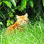 animal, cat, curious, eyes, fence, fur, garden, grass, green, greenery, hidden, leaves, mammal, nature, orange_tabby, outdoor, peaceful, pet, whiskers, wildlife