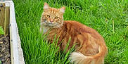Végéta participe au concours pour gagner de l'argent avec cette photo : alert, animal, cat, curious, daylight, ears, eyes, feline, fluffy_tail, fur, garden, ginger_cat, grass, greenery, mammal, nature, outdoor, pet, standing, whiskers
