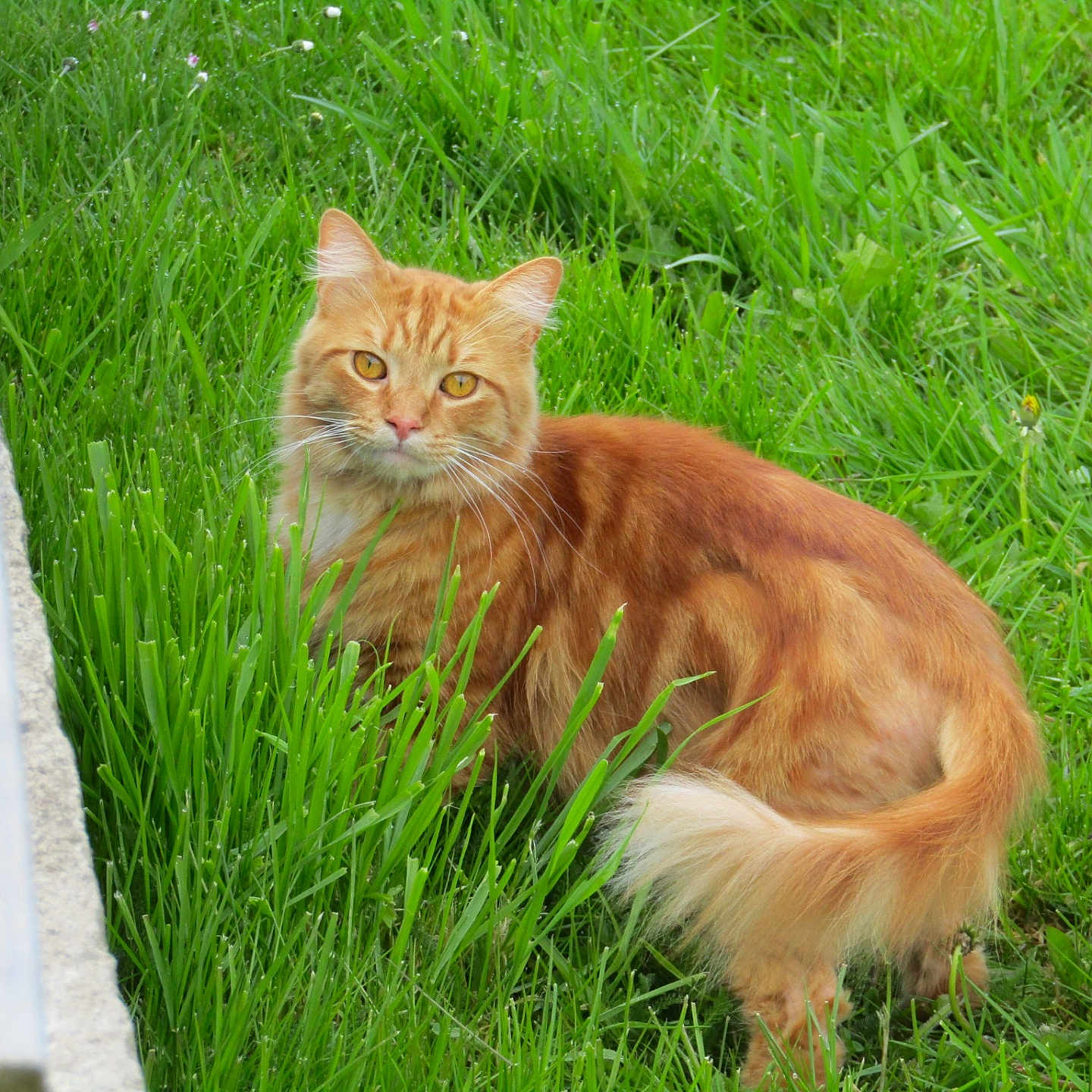 Végéta participe au concours pour gagner de l'argent avec cette photo : alert, animal, cat, curious, daylight, ears, eyes, feline, fluffy_tail, fur, garden, ginger_cat, grass, greenery, mammal, nature, outdoor, pet, standing, whiskers