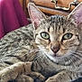 animal_face, cat, close_up, cute, domestic_animal, feline, fur, green_eyes, household_pet, indoor, lying_down, mammal, pet, pink_fabric, portrait, relaxed, resting, tabby, whiskers, wooden_furniture