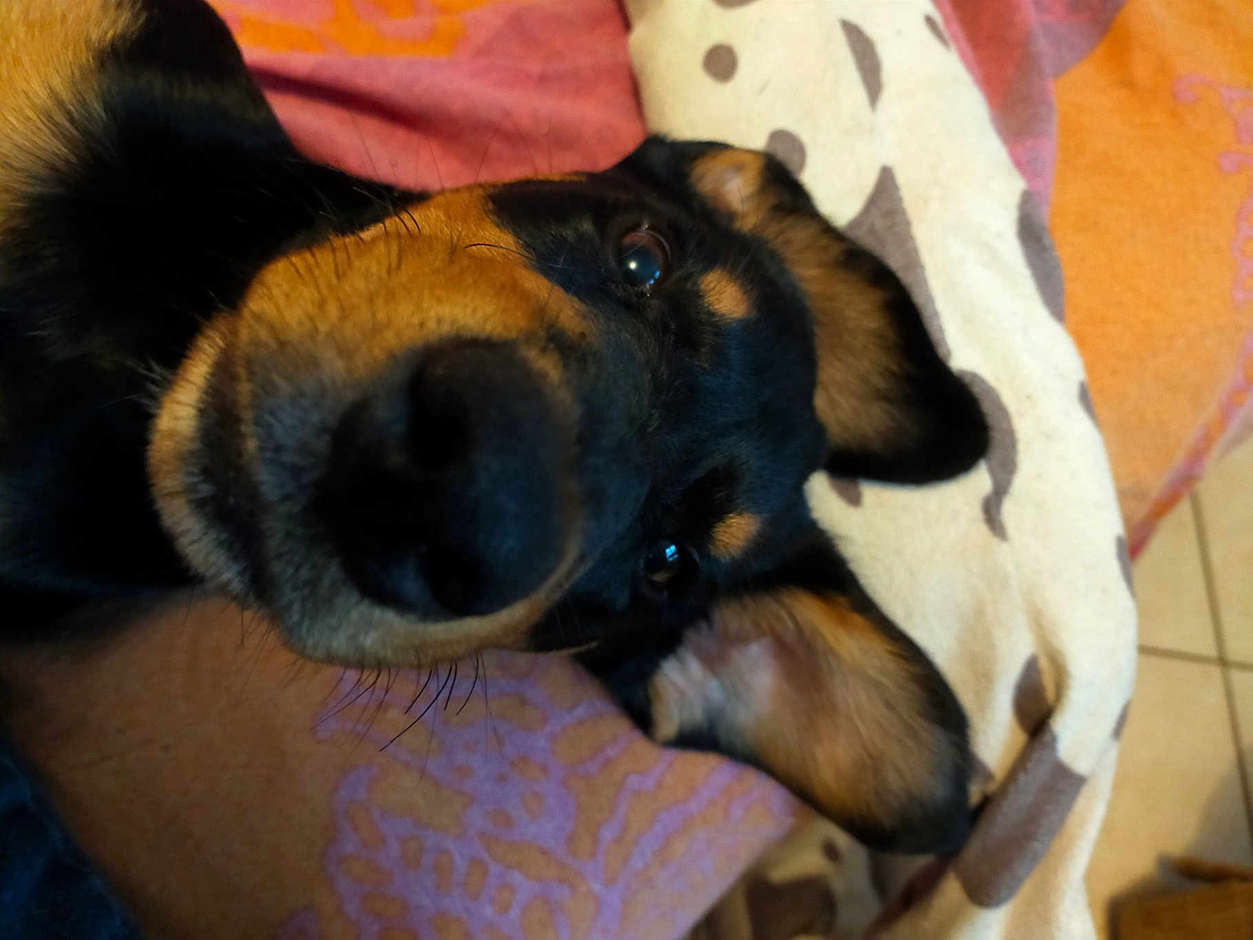 Scooby