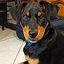 Scooby participe au concours pour gagner de l'argent avec cette photo : animal, black, brown, collar, cute, dog, ears, face, floor, fur, furniture, home, indoor, looking, pet, puppy, resting, rottweiler, tile, young