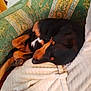 animal, black_and_tan, blanket, comfort, cozy, curled_up, cushion, cute, dog, fur, home, indoor, nap, paw, peaceful, pet, quiet, relaxation, resting, sleeping