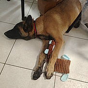 Aïko a rejoint le concours — aidez-le/la à gagner de superbes lots ! dog, toy, floor, tile, brown, plush_toy, resting, indoor, collar, wood, table_leg, paws, sleeping, pet, animal, canine, quiet, relaxation, home, domestic