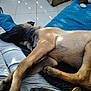 Aïko a rejoint le concours — aidez-le/la à gagner de superbes lots ! dog, sleeping, person, lap, indoor, tile_floor, blue_bedding, sunlight, relaxing, pet, animal, resting, casual_clothing, comfort, home, brown_dog, black_dog_face, legs, quiet, peaceful
