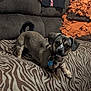 brown_fur, collar, couch, cozy, decorative_pillow, dog, dog_tag, ears, indoor, living_room, looking_at_camera, mixed_breed, orange_pillow, paws, pet_bed, short_fur, small_dog, striped_bedspread, tail, zebra_print