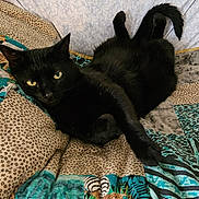Sassy is registered to the contest to win money with this photo: cat, black_cat, feline, pet, animal, lying_down, lounging, tail, yellow_eyes, pointed_ears, whiskers, bed, blanket, bedspread, patterned_fabric, indoors, bedroom, portrait, smartphone_screenshot, motion_photo