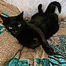 cat, black_cat, feline, pet, animal, lying_down, lounging, tail, yellow_eyes, pointed_ears, whiskers, bed, blanket, bedspread, patterned_fabric, indoors, bedroom, portrait, smartphone_screenshot, motion_photo
