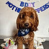 dog, birthday, birthday_party, brown_dog, fluffy, curly_fur, pet, puppy, sitting, portrait, bandana, paw_print, cake, plush_toy, party_decoration, garland, indoors, blanket, carpet, celebration