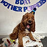 Bear is registered to the contest to win money with this photo: dog, birthday, party_hat, birthday_banner, brown_fur, curly_fur, happy, smiling, open_mouth, sitting, pet, toy, plush_cake, blanket, indoor, portrait, celebration, home, carpet, festive