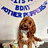 Bear joined the competition — help win amazing prizes! dog, puppy, brown_dog, curly_fur, floppy_ears, bow_tie, birthday, birthday_cake, party, banner, paw_prints, indoors, portrait, sitting, blanket, carpet, cake, candles, celebration, pet