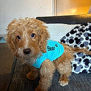 Bear is registered to the contest to win money with this photo: puppy, dog, blue_shirt, fur, wet_fur, couch, indoor, pet, cute, curious, brown_fur, small_dog, living_room, pillows, fabric, animal, companion, domestic_animal, young_dog, portrait