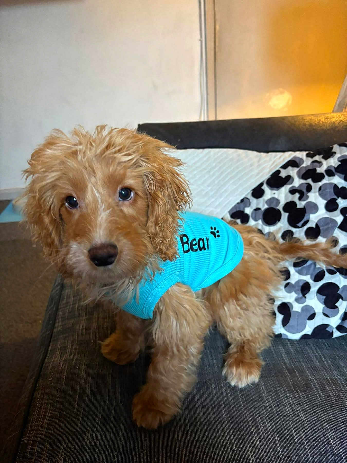 Bear is registered to the contest to win money with this photo: puppy, dog, blue_shirt, fur, wet_fur, couch, indoor, pet, cute, curious, brown_fur, small_dog, living_room, pillows, fabric, animal, companion, domestic_animal, young_dog, portrait