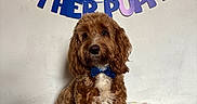 Bear joined the competition — help win amazing prizes! dog, puppy, brown_dog, curly_fur, bow_tie, birthday, birthday_banner, party, pet, sitting, portrait, front_facing, fluffy, long_ears, blanket, plush_toy, cupcake_toy, indoor, wall, celebration