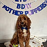 dog, puppy, brown_dog, curly_fur, bow_tie, birthday, birthday_banner, party, pet, sitting, portrait, front_facing, fluffy, long_ears, blanket, plush_toy, cupcake_toy, indoor, wall, celebration