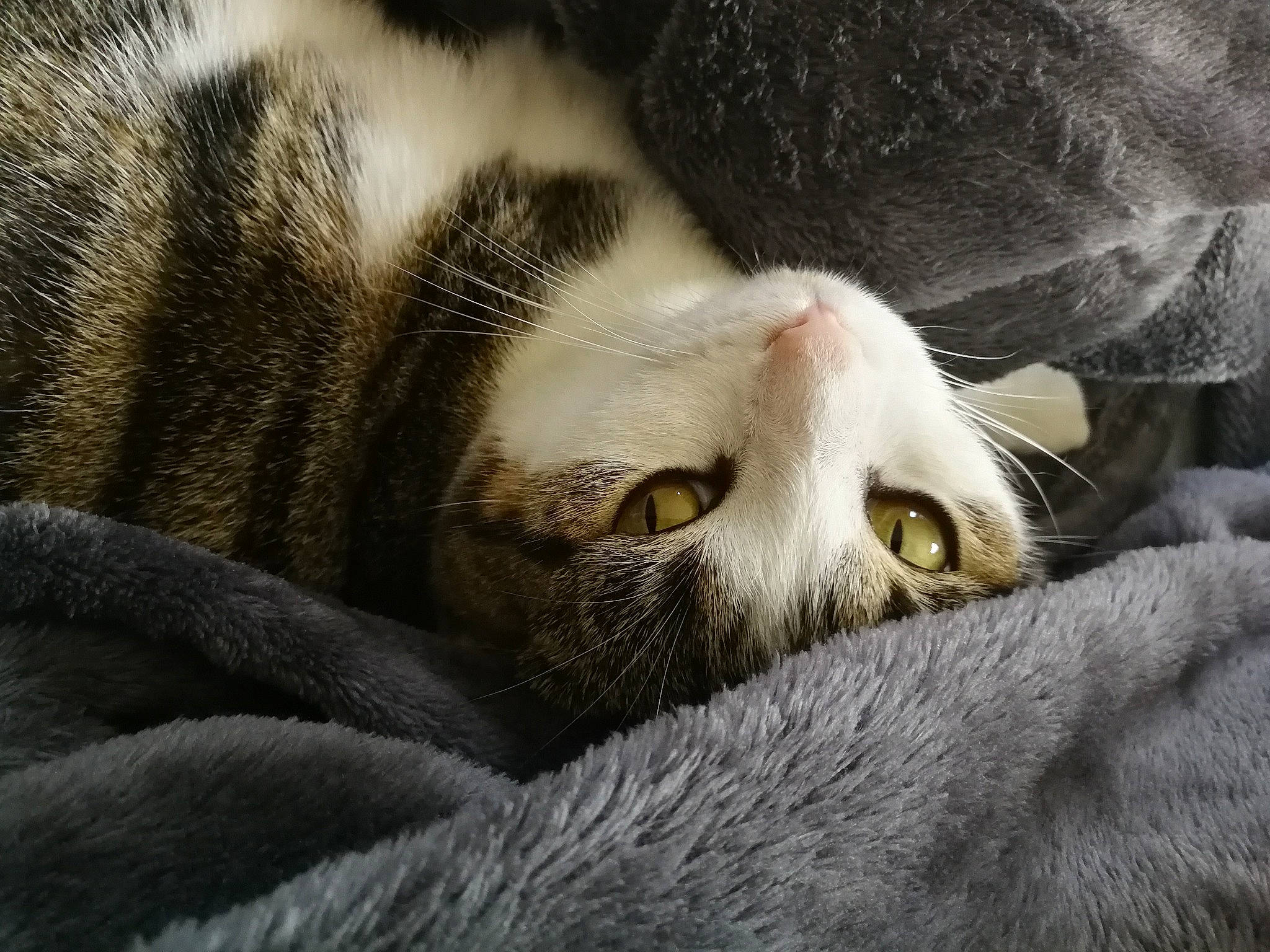 Inna participe au concours pour gagner de l'argent avec cette photo : aegean_cat, american_wirehair, asian, carnivore, cat, domestic_short_haired_cat, european_shorthair, felidae, fur, nap, paw, sleep, small_to_medium_sized_cats, snout, tabby_cat, whiskers