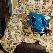 Collante participe au concours pour gagner de l'argent avec cette photo : cat, tabby_cat, armchair, quilt, teddy_bear_pattern, blue_pillow, dolphin_image, emoji_pillow, laughing_emoji, indoor, furniture, floor, wall, doorway, person_leg, relaxed, cozy, patterned, plush, home