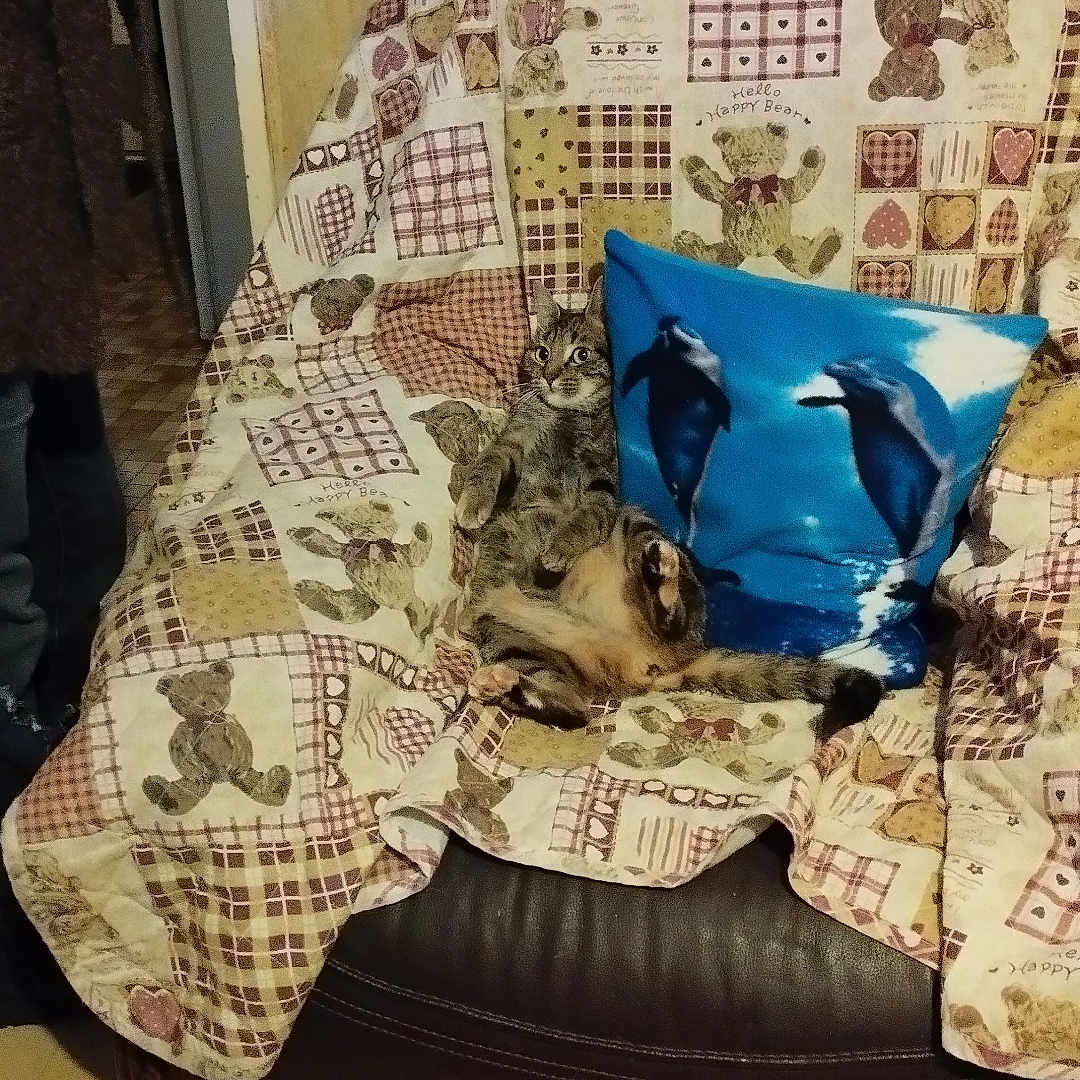 Collante participe au concours pour gagner de l'argent avec cette photo : armchair, blue_pillow, cat, cozy, dolphin_image, doorway, emoji_pillow, floor, furniture, home, indoor, laughing_emoji, patterned, person_leg, plush, quilt, relaxed, tabby_cat, teddy_bear_pattern, wall