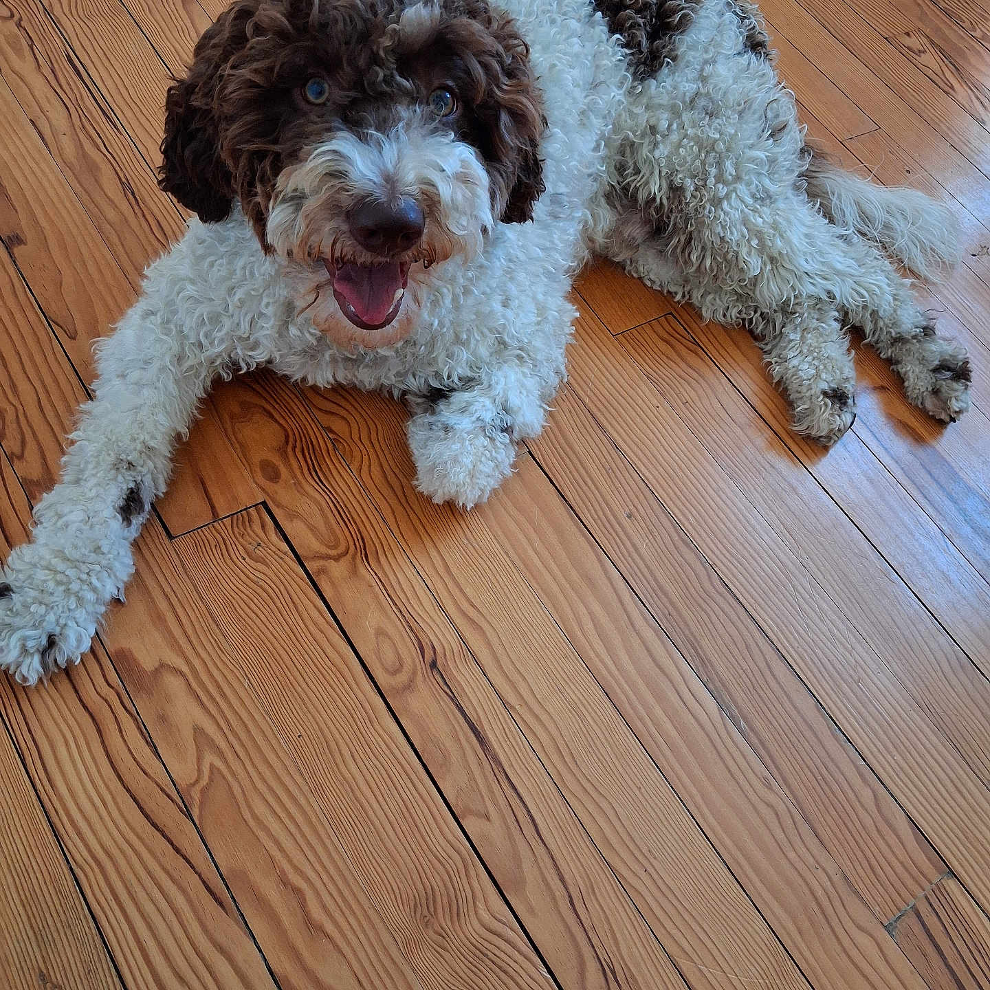 Alessio a rejoint le concours — aidez-le/la à gagner de superbes lots ! dog, curly_fur, fluffy, brown_and_white, lying_down, happy, smiling, open_mouth, tongue, indoors, wooden_floor, hardwood, portrait, pet, animal, playful, friendly, long_legs, camera_facing, home