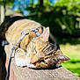 Coco is registered to the contest to win money with this photo: cat, tabby, outdoor, sunlight, wooden_railing, greenery, relaxed, pet, animal, feline, closeup, nature, daylight, whiskers, ears, fur, resting, leash, shallow_depth_of_field, peaceful