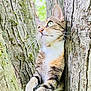 Coco joined the competition — help win amazing prizes! cat, tabby, animal, tree, nature, outdoor, fur, whiskers, green_eyes, portrait, close_up, curious, wildlife, mammal, pet, bark, trunk, daylight, relaxing, feline