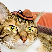 Coco is registered to the contest to win money with this photo: cat, tabby_cat, cowboy_hat, close_up, pet, animal, whiskers, green_eyes, fur, indoor, couch, cozy, cute, domestic_cat, portrait, hat, face, mammal, relaxed, funny