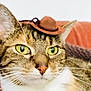 cat, tabby_cat, cowboy_hat, close_up, pet, animal, whiskers, green_eyes, fur, indoor, couch, cozy, cute, domestic_cat, portrait, hat, face, mammal, relaxed, funny