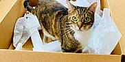 Coco joined the competition — help win amazing prizes! cat, tabby, green_eyes, cardboard_box, packing_material, curious, indoor, pet, animal, feline, whiskers, ears, tail, looking_up, fur, domestic_cat, box, playful, household, closeup