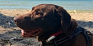 Val is registered to the contest to win money with this photo: dog, labrador, chocolate, beach, sand, sea, water, sky, sunlight, outdoor, pet, animal, canine, harness, relaxed, summer, nature, happy, closeup, daytime