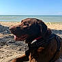 dog, labrador, chocolate, beach, sand, sea, water, sky, sunlight, outdoor, pet, animal, canine, harness, relaxed, summer, nature, happy, closeup, daytime
