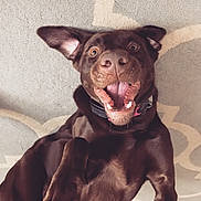 Val is registered to the contest to win money with this photo: dog, labrador, chocolate, pet, happy, playful, lying_down, mouth_open, ears_flopped, carpet, indoor, animal, canine, collar, fur, tongue, teeth, closeup, cute, excited