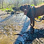 Val joined the competition — help win amazing prizes! dog, labrador, chocolate_labrador, leash, stream, water, forest, trees, sunlight, outdoor, nature, rocks, person, hiking_boots, animal, pet, walking, shadow, ground, curious