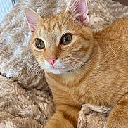 Gerald is registered to the contest to win money with this photo: cat, orange_tabby, pet, feline, whiskers, close_up, indoor, blanket, soft_texture, relaxed, cute, fur, animal, domestic_cat, curious, eyes, pink_nose, paw, resting, cozy