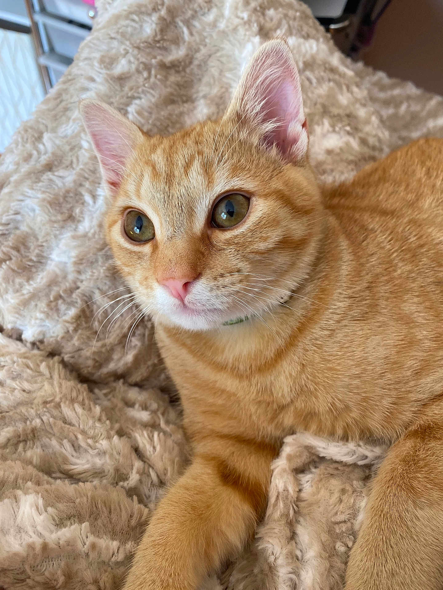 Gerald is registered to the contest to win money with this photo: cat, orange_tabby, pet, feline, whiskers, close_up, indoor, blanket, soft_texture, relaxed, cute, fur, animal, domestic_cat, curious, eyes, pink_nose, paw, resting, cozy