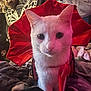 animal, blanket, butterfly_decor, cat, closeup, costume, cozy, curious, cute, domestic_animal, ears, feline, indoor, pet, plush_toys, portrait, red_collar, soft_lighting, whiskers, white_cat