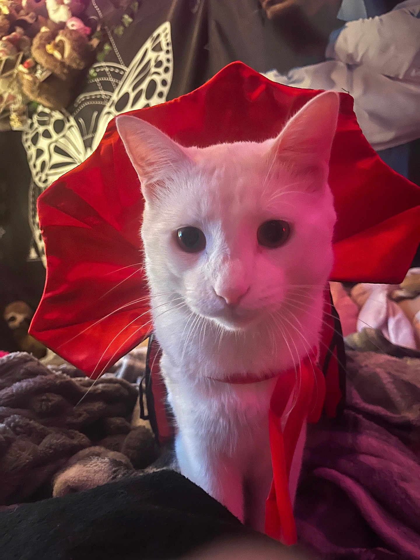 Otis is registered to the contest to win money with this photo: cat, white_cat, red_collar, costume, pet, animal, indoor, blanket, plush_toys, butterfly_decor, closeup, portrait, feline, cute, curious, whiskers, ears, soft_lighting, cozy, domestic_animal