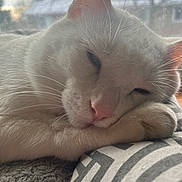 Otis joined the competition — help win amazing prizes! cat, white_cat, sleeping, resting, close_up, pet, feline, whiskers, nose, paw, indoor, cozy, soft_light, window, screen, patterned_pillow, fur, relaxed, animal, domestic_cat