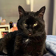 Marsha May is registered to the contest to win money with this photo: animal, bed, black_cat, cat, cute, domestic_cat, feline, fur, household, indoor, looking_at_camera, mammal, pet, plaid, portrait, relaxed, resting, soft_light, whiskers, yellow_eyes