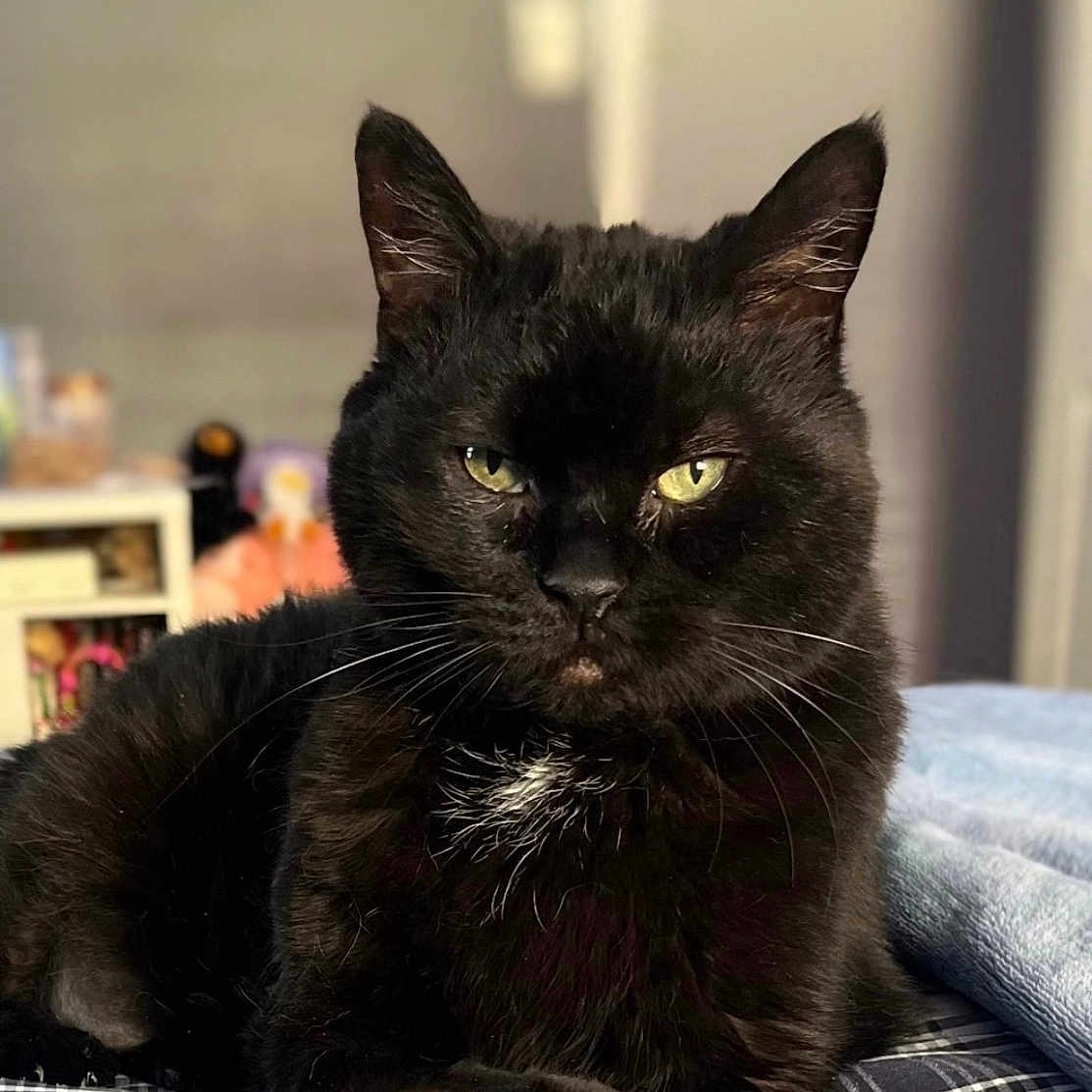 Marsha May is registered to the contest to win money with this photo: animal, bed, black_cat, cat, cute, domestic_cat, feline, fur, household, indoor, looking_at_camera, mammal, pet, plaid, portrait, relaxed, resting, soft_light, whiskers, yellow_eyes