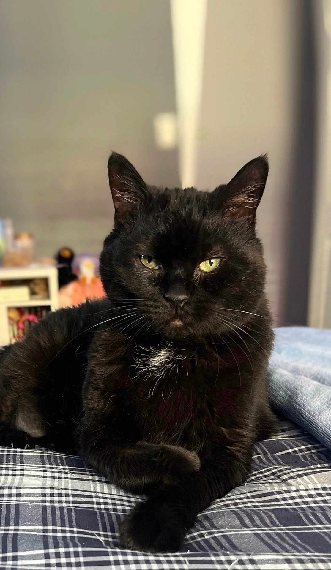 Marsha May is registered to the contest to win money with this photo: animal, bed, black_cat, cat, cute, domestic_cat, feline, fur, household, indoor, looking_at_camera, mammal, pet, plaid, portrait, relaxed, resting, soft_light, whiskers, yellow_eyes